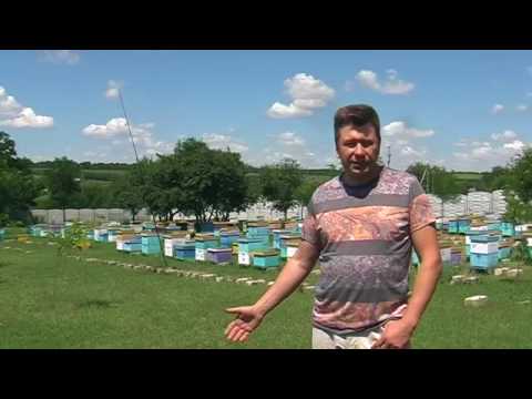 Видео: Как отпугнуть золотистую щурку или пчелоедку? Отпугиватель птиц "САПСАН" на пасеке