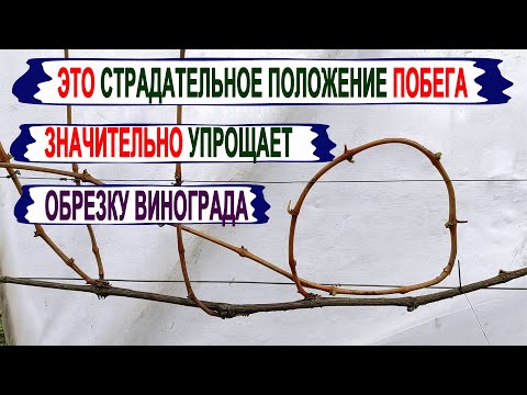 Видео: 🍇  Вот как ЭТО СТРАДАТЕЛЬНОЕ ПОЛОЖЕНИЕ  /ИЗГИБ ЛОЗЫ/ помогает обрезать и формировать ВИНОГРАД.