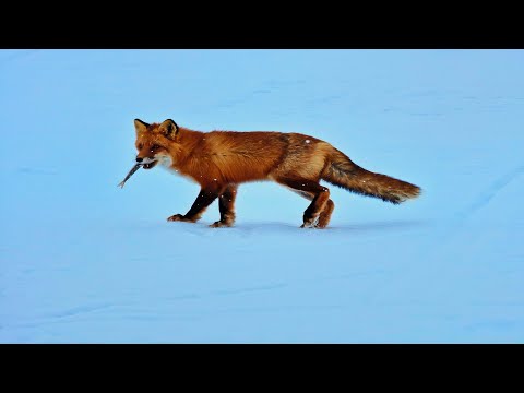 Видео: Ука и ее окрестности