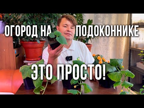 Видео: Выращивание огурцов на подоконнике зимой. Формировка огурцов на подоконнике. Огород на подоконнике.