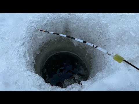 Видео: ЗАБРАЛИСЬ ТУДА, ГДЕ ДИКИЕ ЗВЕРИ ХОЗЯЕВА! НАКОНЕЦ ТО РЫБАЛКА НА МОРМЫШКУ! Рыбалка на лесном озере.