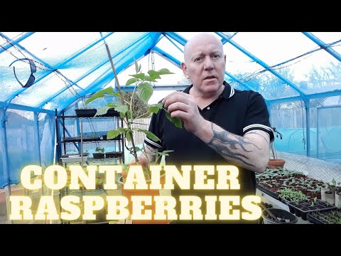 Видео: Контейнерная малина [Садовый участок, Великобритания] [Выращивание овощей и цветов в домашних усл...
