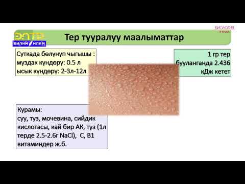 Видео: 8-класс | Биология  | Дененин температурасынын туруктуулугу жана жөнгө салуу жолдору