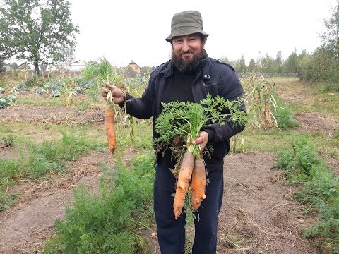 Видео: Рекордные урожаи морковки, картошки... в грядках Розума на песке в блочных модулях А. Савина