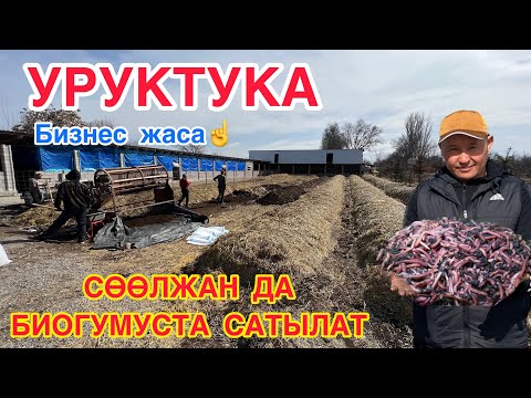 Видео: Өтөн жылы 100 тонна БИОГУМУС, 60 тонна СӨӨЛЖАН саткан ишкер