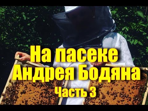 Видео: На пасеке Андрея Бодяна -Летний визит /Медогонка Цех Платформа Цена меда /Часть третья/