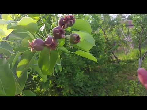 Видео: Прореждане и саморазтоварване на плодовете.