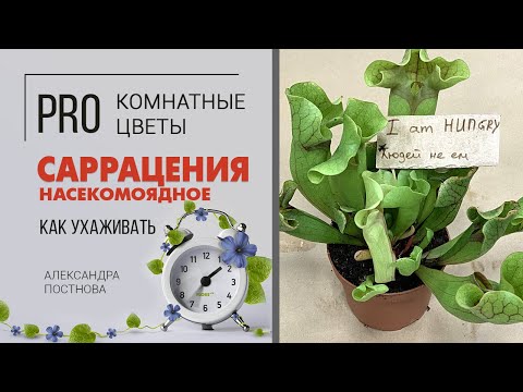 Видео: Безопасный хищник Саррацения - как подружиться с насекомоядным