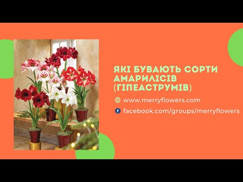 Видео: Які бувають сорти Амарилісів (Гіпеаструмів)