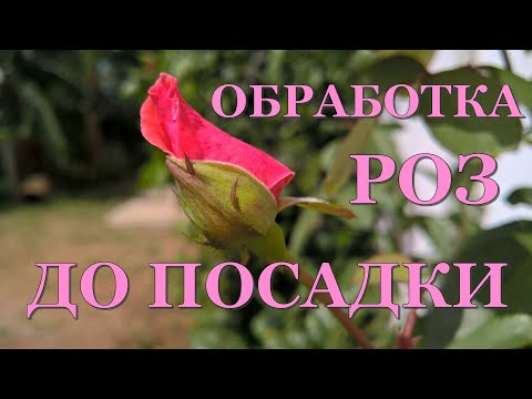 Видео: Розы до посадки. Толстые и тонкие побеги у роз, что лучше?