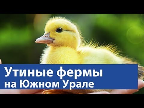 Видео: Утиные фермы на Южном Урале