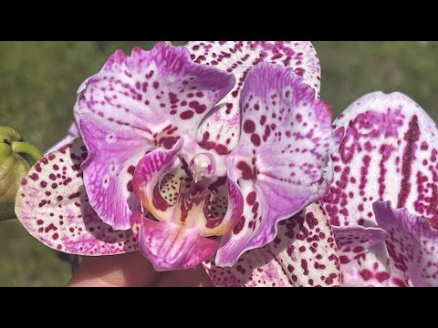 Видео: Влог. Новости 🦋🦋🦋
