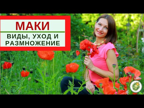 Видео: МАКИ - виды, уход и  размножение