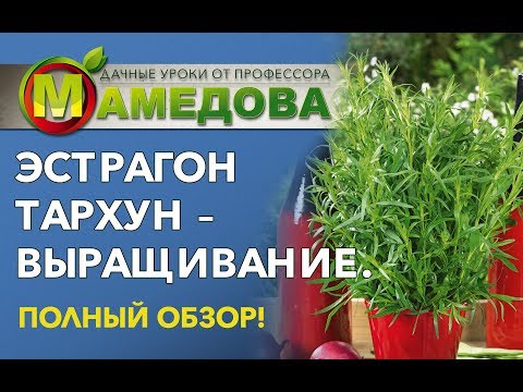 Видео: ЭСТРАГОН ТАРХУН - выращивание | Полный обзор от профессора Мамедова