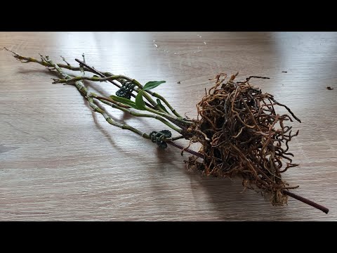 Видео: Орхидея дендробиум. Пациент больше мертв, чем жив... Попытка спасти