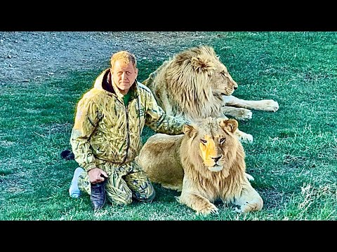 Видео: СВЕРШИЛОСЬ! В парке львов «Тайган» взял власть НОВЫЙ ВОЖАК, им стал мощный лев Гирей!