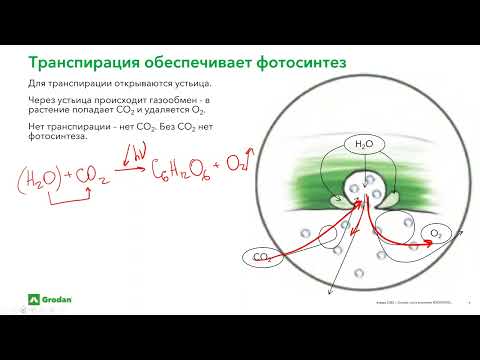 Видео: Водный баланс растений.Часть 2.1