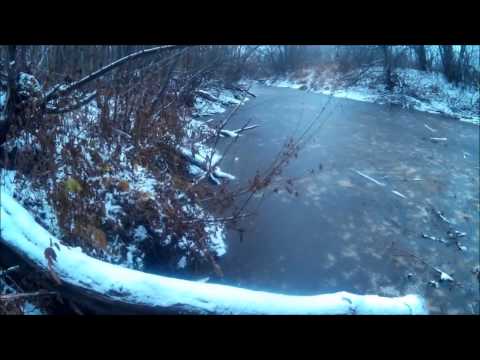 Видео: Постановка капканов на бобра кп 250, 320, проходной капкан на норку,охеревшая лиса,+прикол