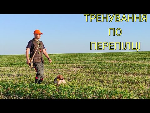 Видео: Epagneul Breton TERRY & DIK | Тренування по перепілці
