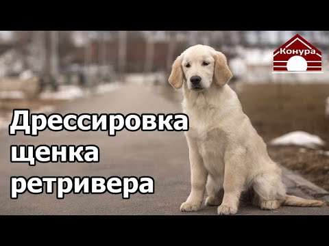 Видео: 265. Дрессировка золотистого ретривера. Разбор полетов