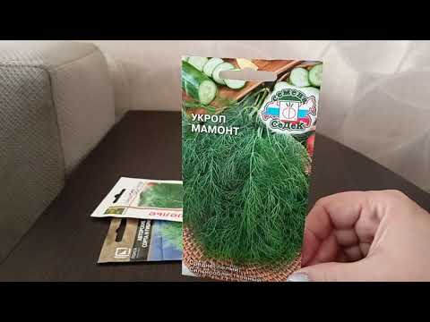 Видео: Лучшие сорта укропа.25.09.2021