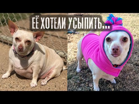 Видео: Она едва ходила… Теперь бегает и радуется! Трогательно до слёз
