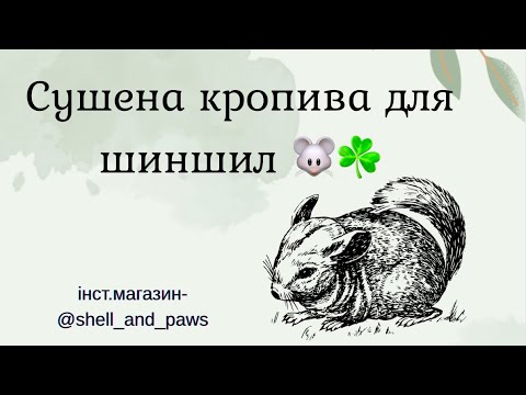 Видео: Сушена кропива для шиншил. Сушені смаколики для шиншил. Заготовки для шиншил. 