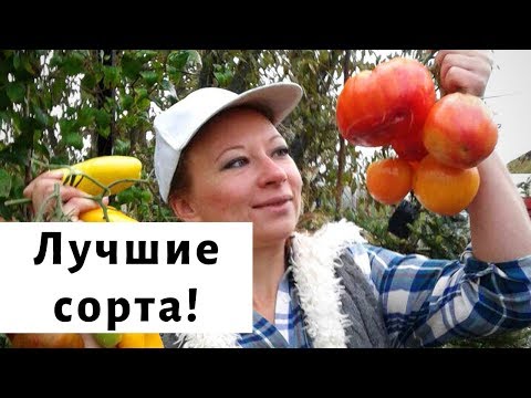 Видео: Самые вкусные сорта помидор 2019. Обзор томатов