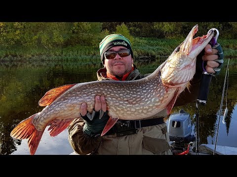 Видео: Трофейная рыбалка на реке Ляпин. ХМАО. Сентябрь 2017