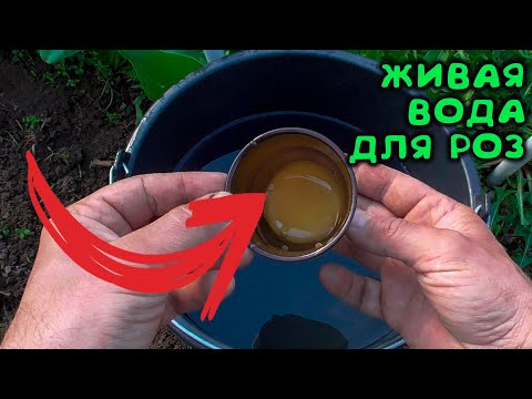 Видео: КАК СПАСТИ ПОДМЕРЗШИЕ ЗИМОЙ РОСЫ С ПОЧЕРНЕВШИМИ ПОБЕГАМИ