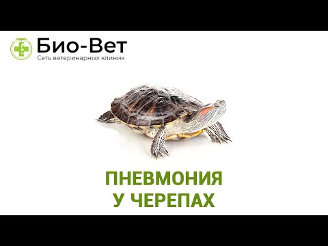 Видео: Пневмония у черепах. Ветеринарная клиника Био-Вет.