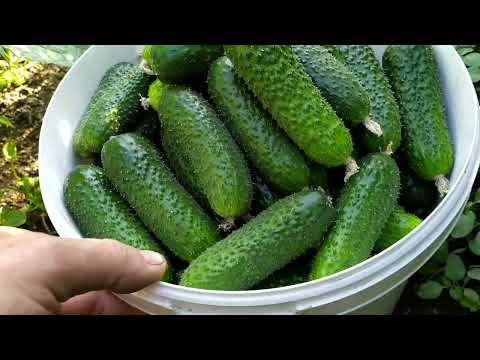 Видео: Продолжаем сбор.