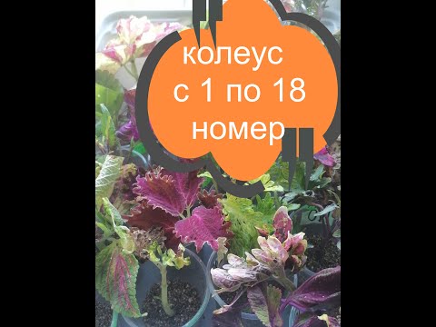 Видео: Обзор колеусов из моего каталога с 1 по 18 номер)) Краткая характеристика))