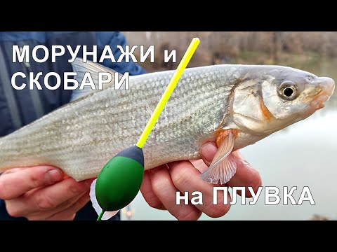 Видео: РИБОЛОВ на ОГРОМНИ МОРУНАЖИ и СКОБАРИ-САМО ТРОФЕЙНИ РИБИ - Float Fishing - Pesca a Bolognese