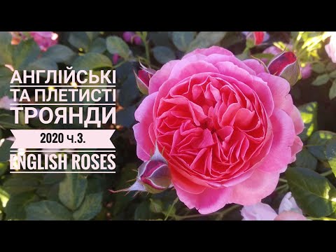 Видео: Англійські та плетисті троянди 2020 Ч3. English roses