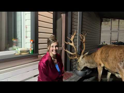 Видео:  олень Борис не дає мені спати #irysik3076 #deer #animals #олень #оленьборис #оленьборя