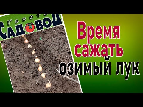 Видео: Время сажать озимый лук