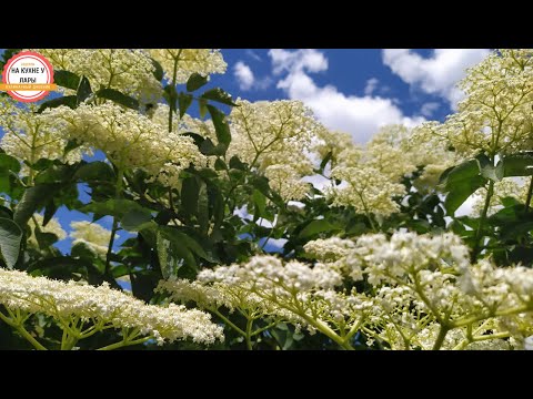 Видео: Домашний квас из цветков бузины!!!