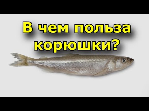 Видео: Состав корюшки - Чем полезна корюшка? Можно ли кушать корюшку