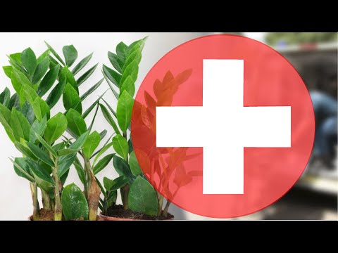 Видео: СПАСАЕМ ЗАМИОКУЛЬКАС 🌿 ДОЛЛАРОВОЕ ДЕРЕВО🌱ЖЕЛТЕЮТ ЛИСТЬЯ