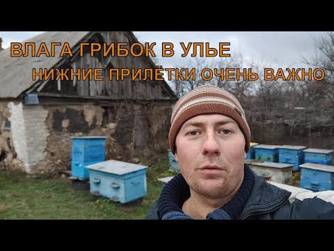 Видео: Влага сырость в улье нижние прилётки что нужно знать ✅☝️