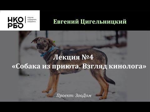 Видео: Лекция №4 «Собака из приюта. Взгляд кинолога» (Евгений Цигельницкий)