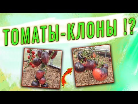 Видео: Томаты-клоны ? РЕГИСТРАЦИЯ НОВОГО СОРТА ПОМИДОРА