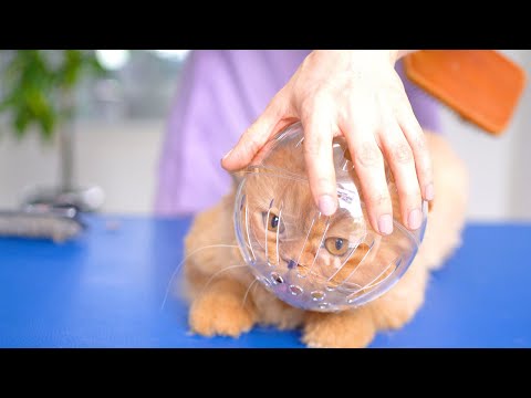 Видео: Очень-очень страшный кот!! 😻🛁✂️❤️