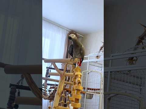 Видео: Кто поросенок то ? 🐷😁 #жакомия #смешныепопугаиговорящие #попугайжако #parrot