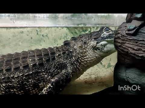 Видео: АЛУШТА АКВАРИУМ 2023 Г.