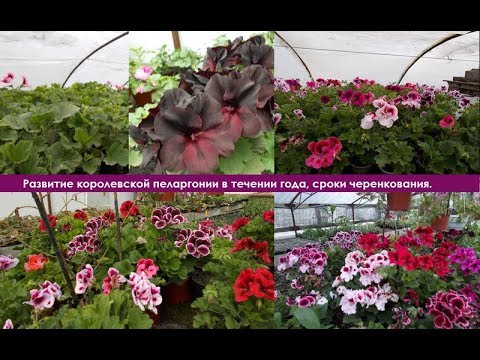 Видео: Королевская пеларгония, царская герань - развитие в течении года, сроки черенкования.