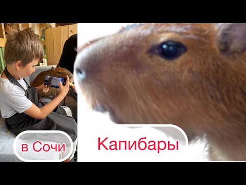 Видео: Сходили к капибарам 