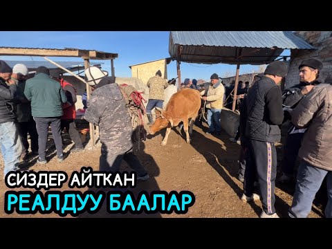 Видео: НООКАТ МАЛ БАЗАРЫ / 17-НОЯБРЬ 2024 ЖЫЛ