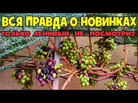 Видео: ВИНОГРАД КАК ОН ЕСТЬ ВСЯ ПРАВДА О ВИНОГРАДНЫХ НОВИНКАХ